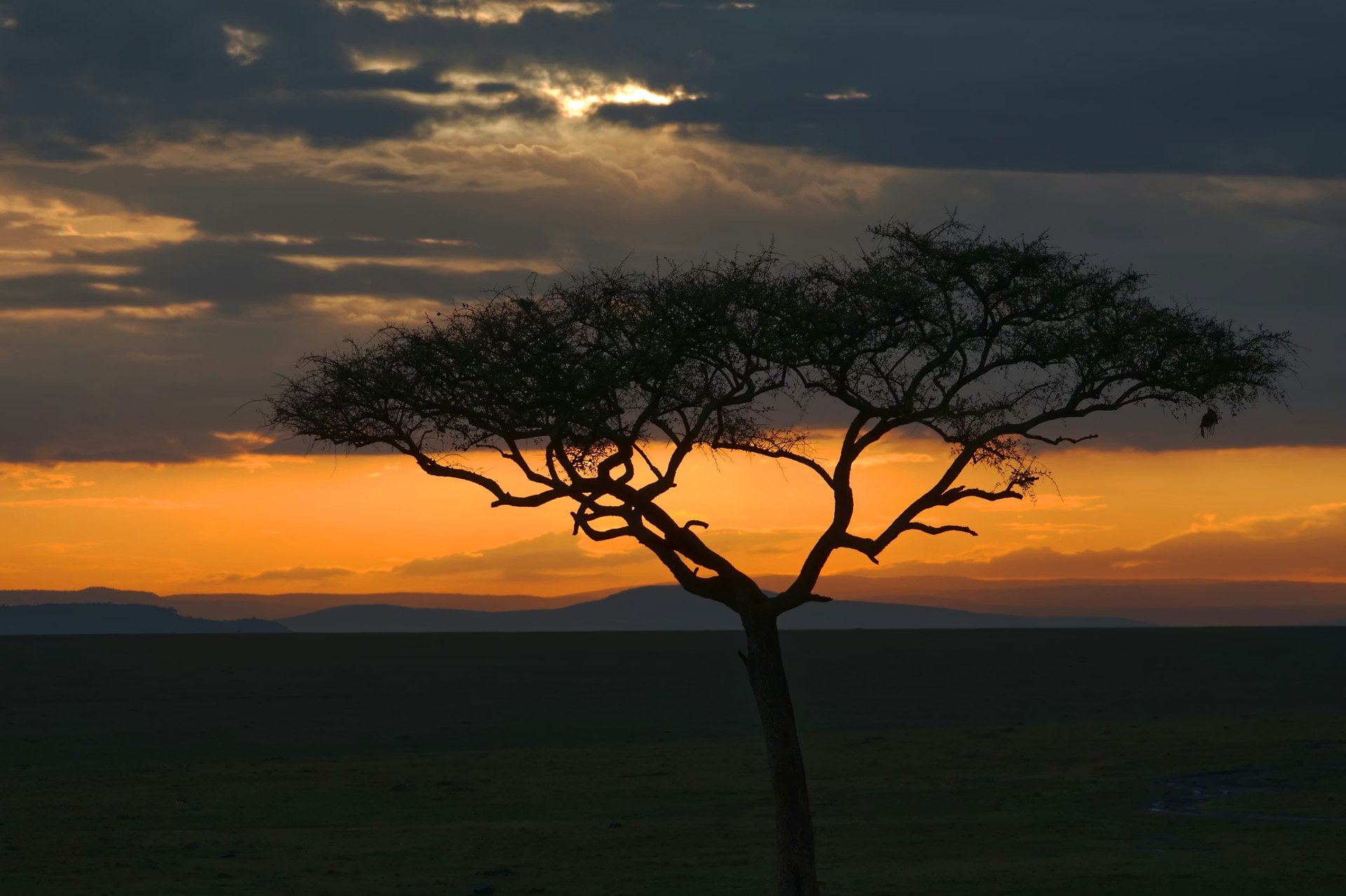 Acacia tree at sunset