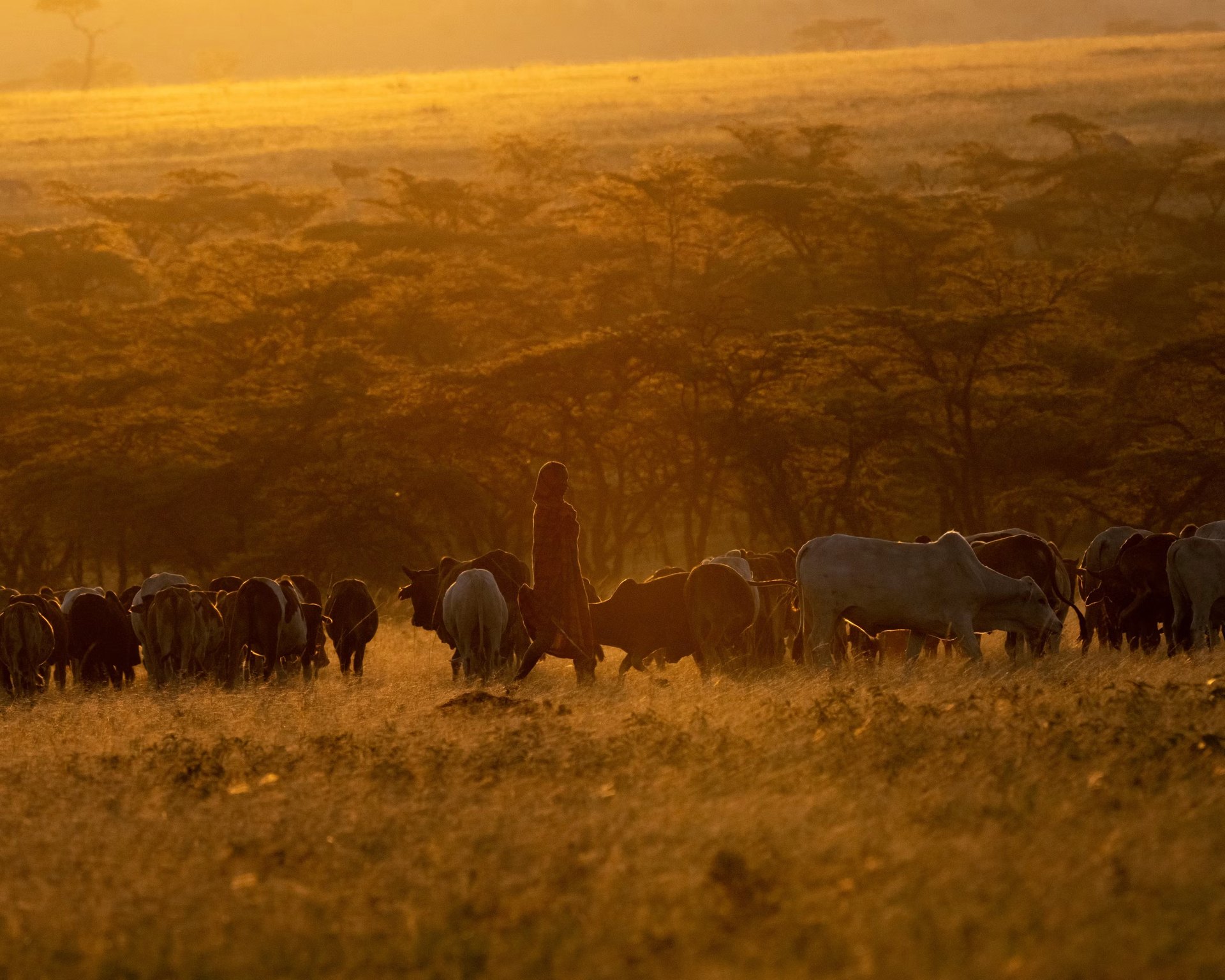 Why We Move the Herd Every Three Days