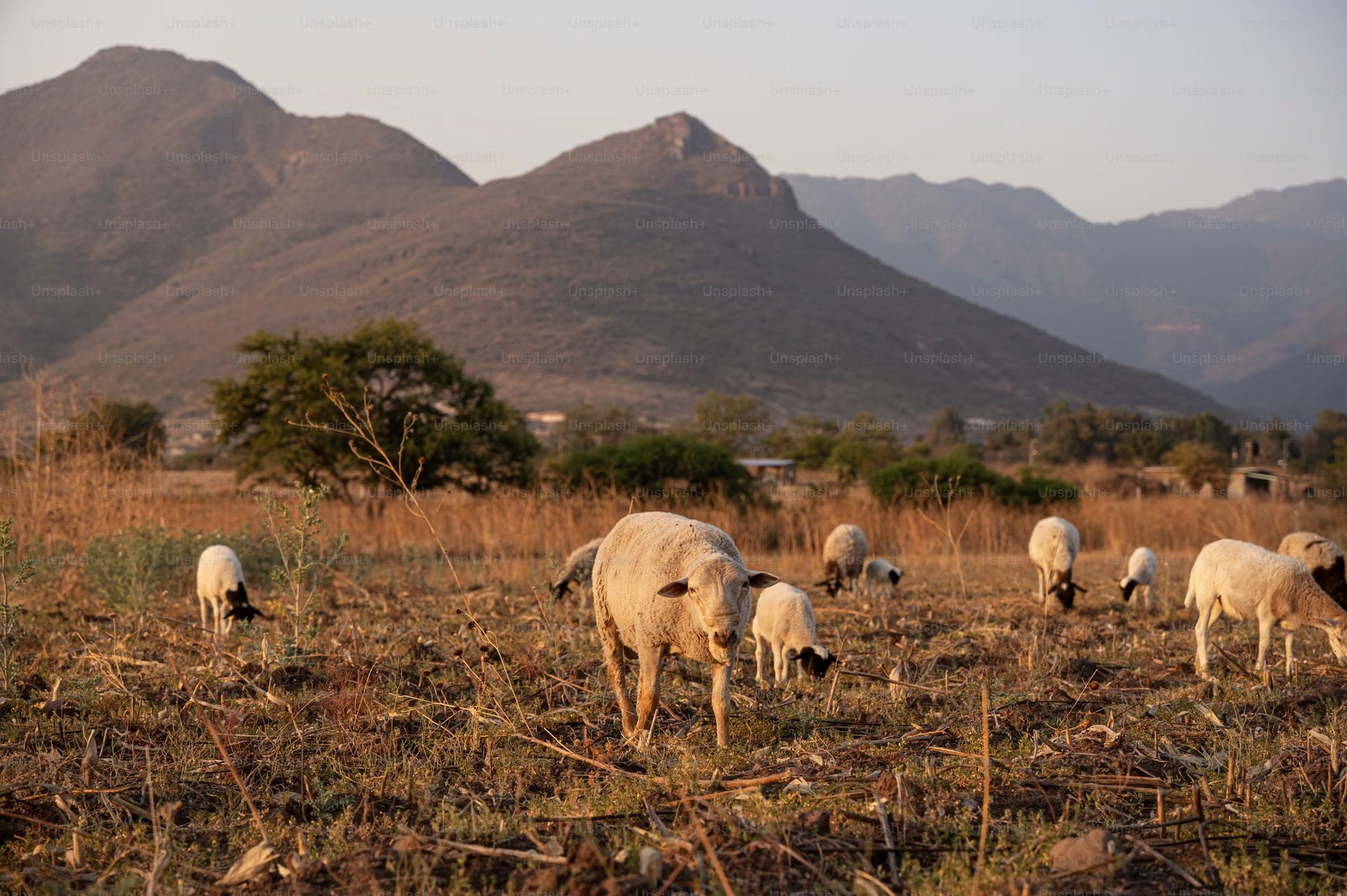Livestock grazing beneath the Laikipia hills at sunset