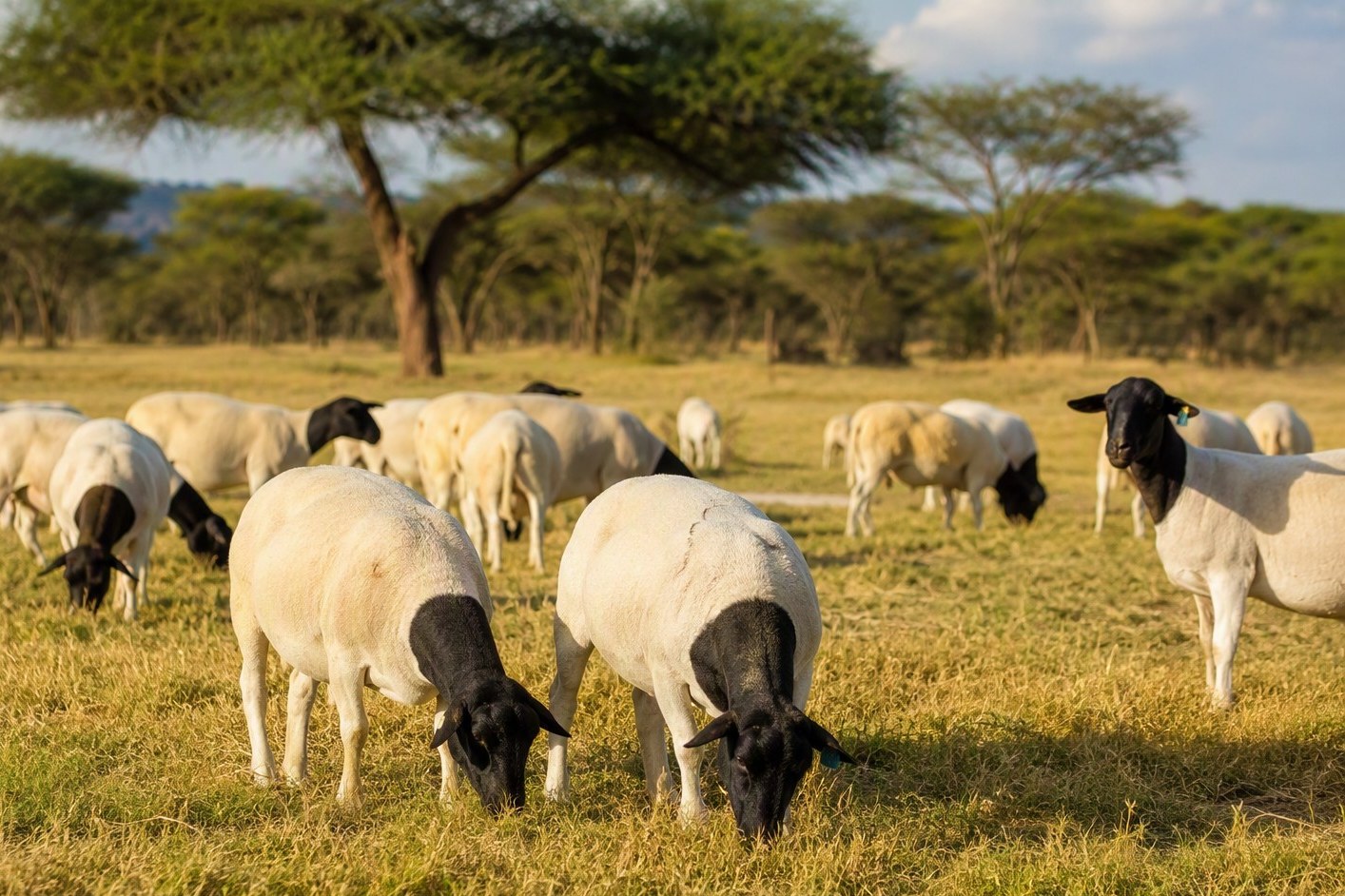Sheep